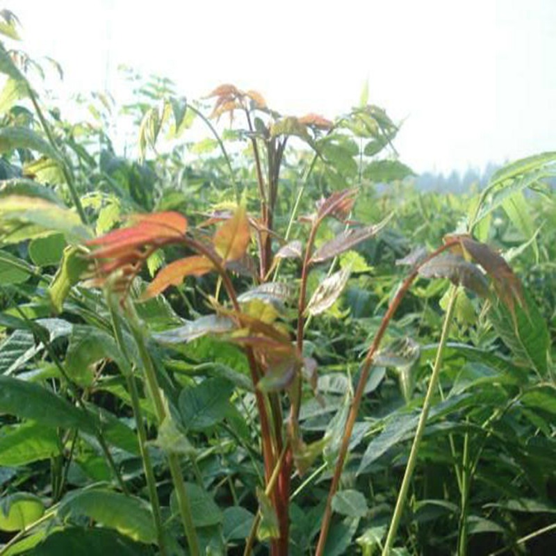 锡林郭勒盟两年生培育香椿苗的用途