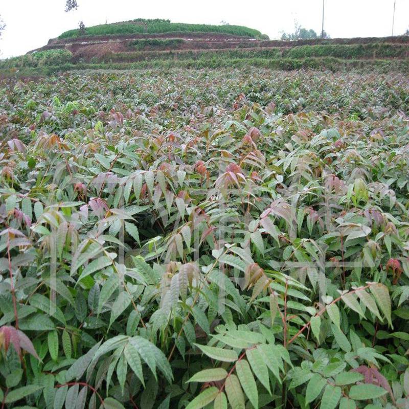 南阳红油香椿苗种植技术