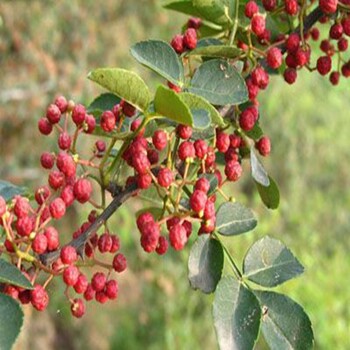 郑州脱毒花椒苗培育基地