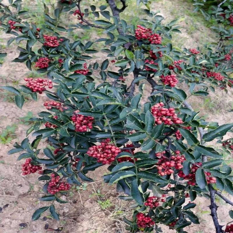鹤岗花椒树苗种植