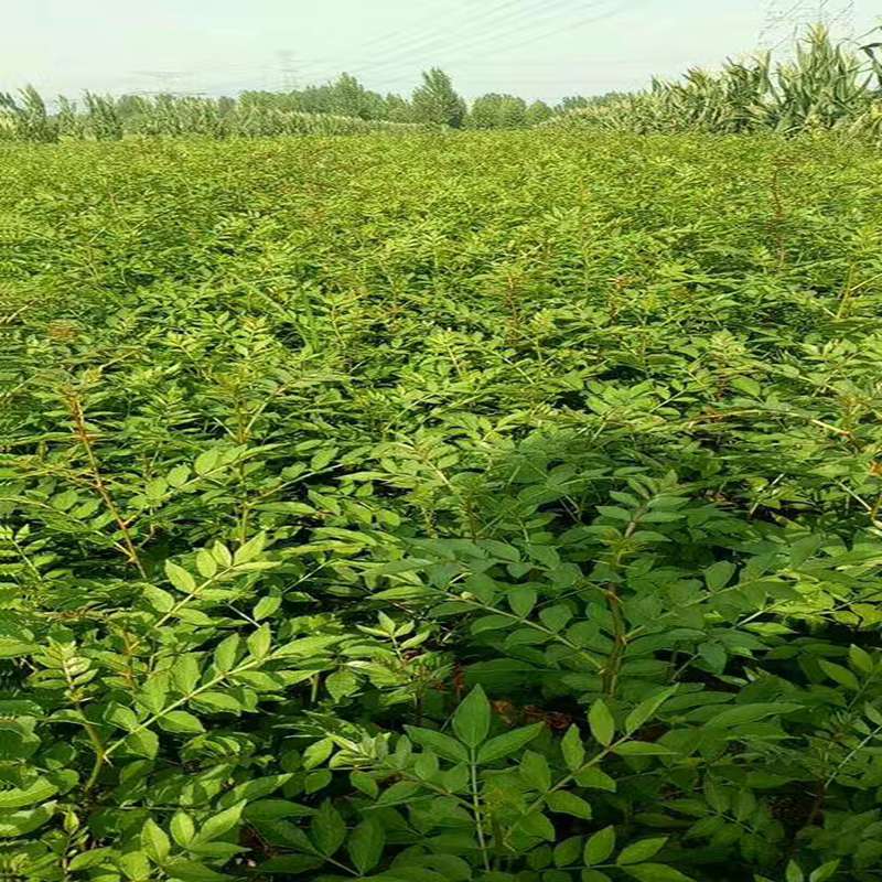 平顶山营养杯花椒苗种植技术