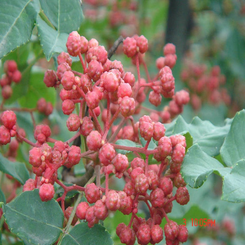 中卫花椒树苗培育基地