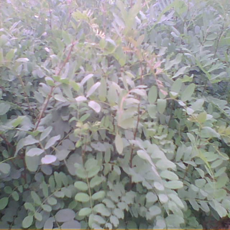 阿勒泰花椒芽苗种植