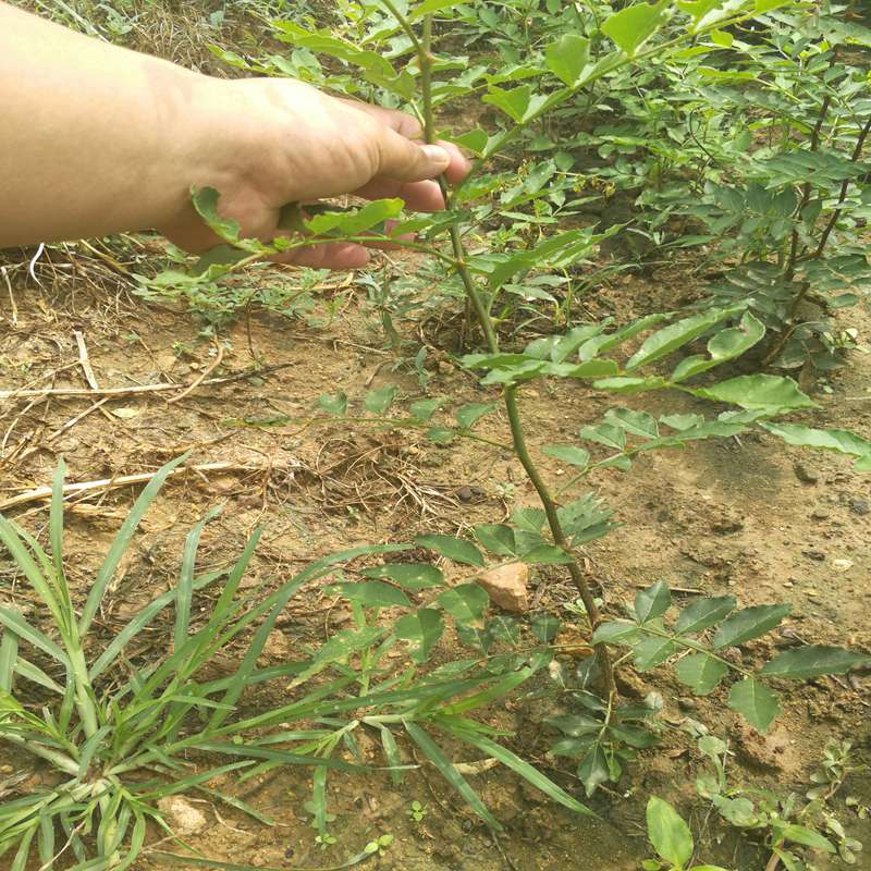 汕头花椒树苗市场前景