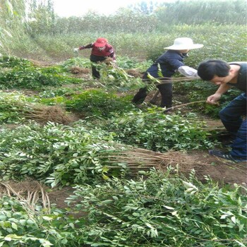 大丰大红袍花椒苗多少钱一棵