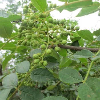 鹤岗花椒树苗种植技巧