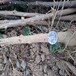 梧州花椒苗种植技术