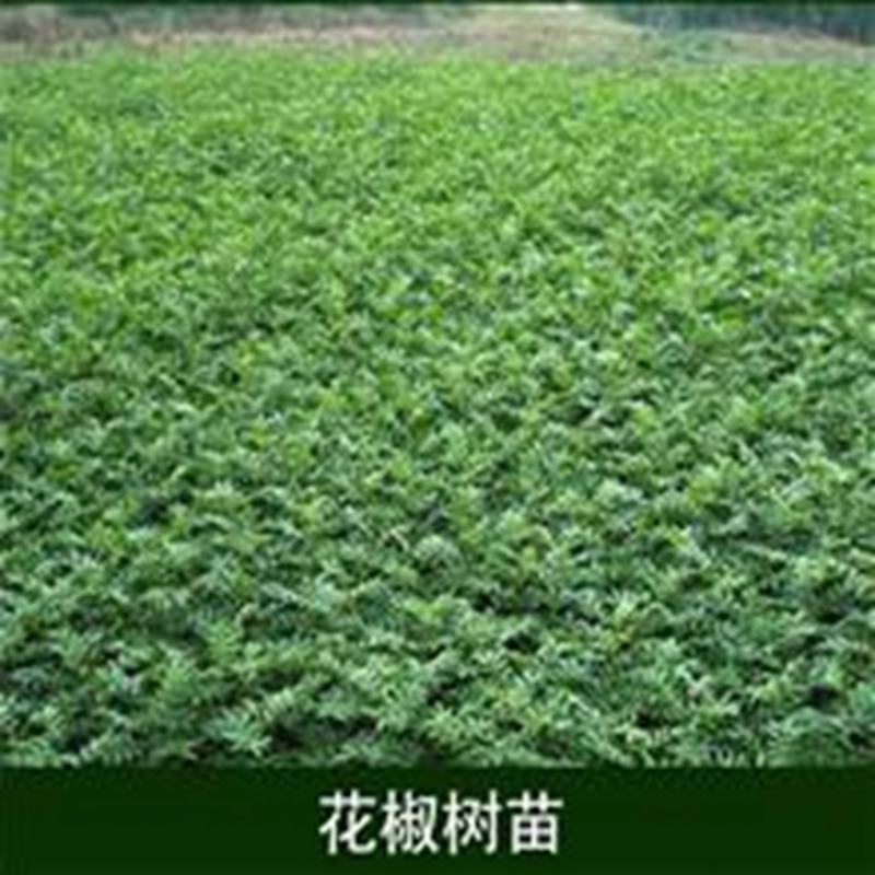 汉中青花椒苗种植技术