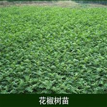 阿坝穴盘花椒苗图片大全