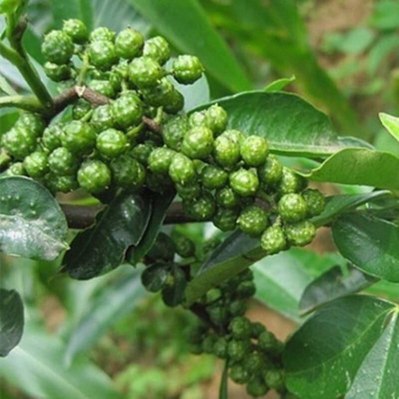 通辽花椒苗种植基地