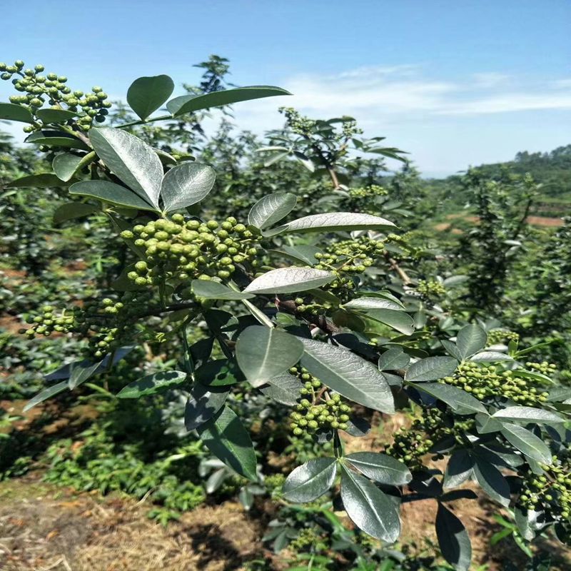 海口培育花椒苗大量格