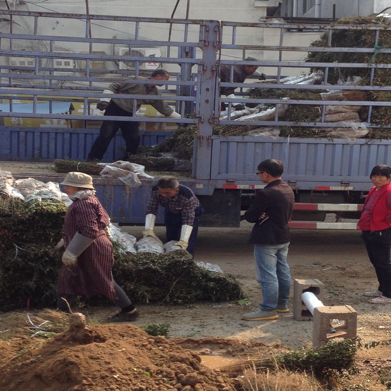 闵行大红袍花椒苗培育基地