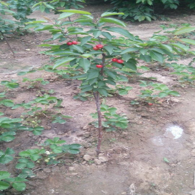 櫻桃小苗格漢沽