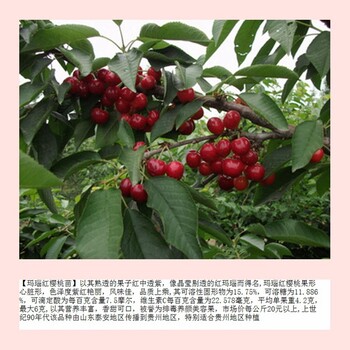 櫻桃小苗哪家買池州