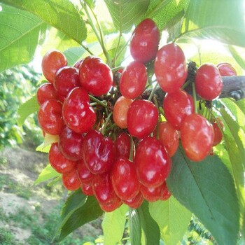 櫻桃小苗批發(fā)價(jià)格靜海