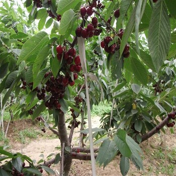 櫻桃小苗價(jià)格實(shí)惠南岸