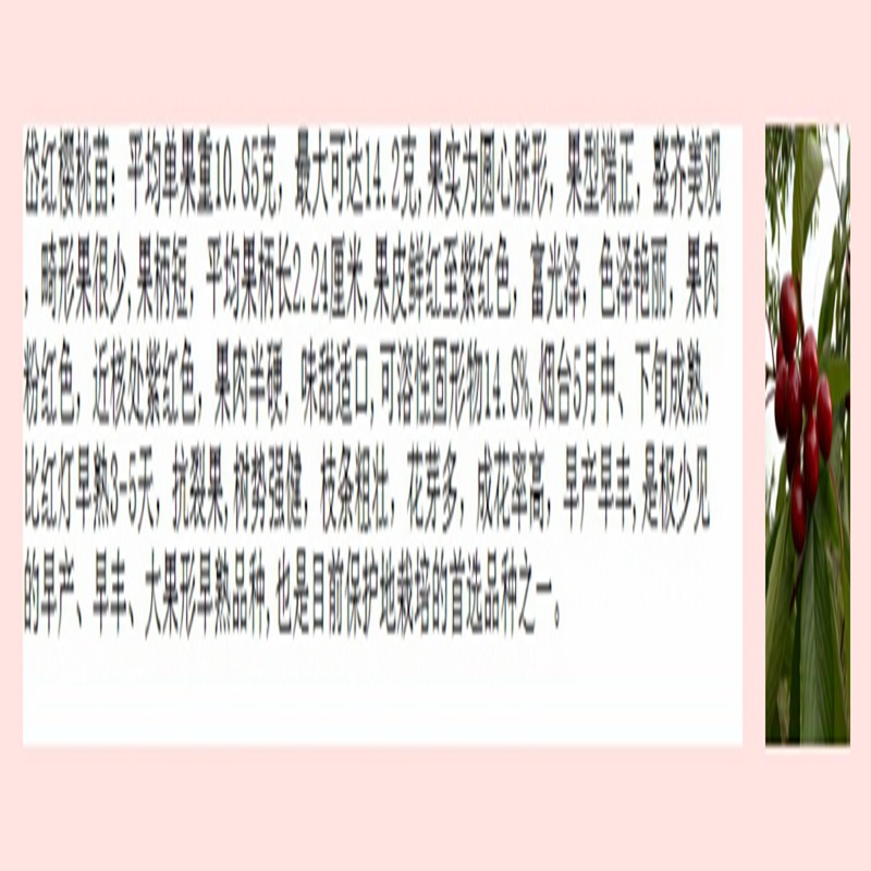 櫻桃小苗產(chǎn)量長(zhǎng)治