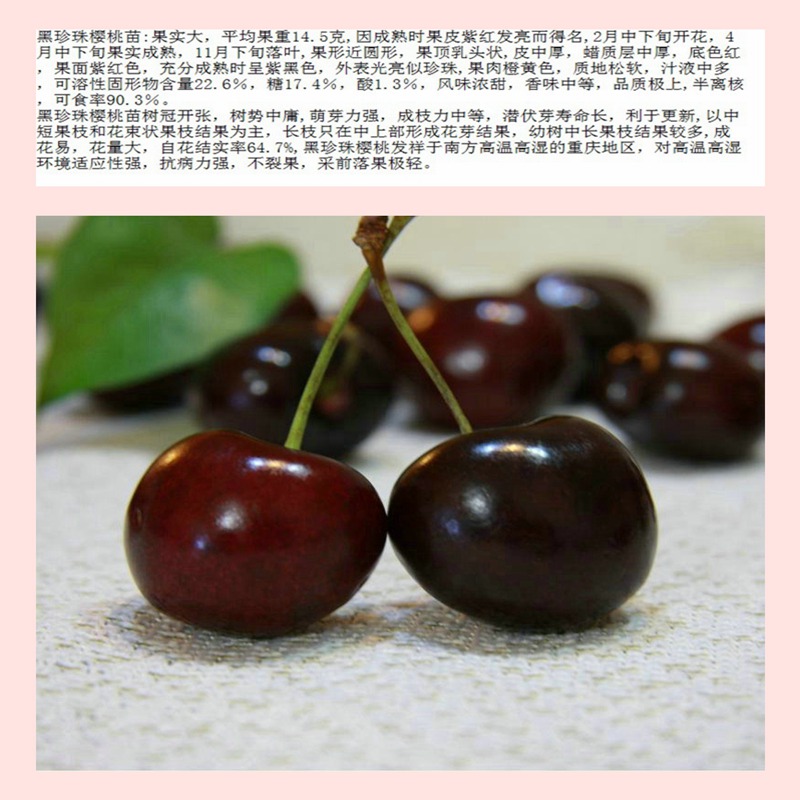 櫻桃小苗零售價(jià)醴陵