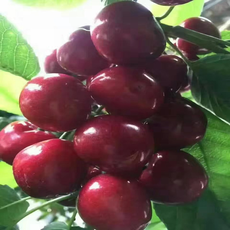 櫻桃小苗產(chǎn)量運(yùn)城