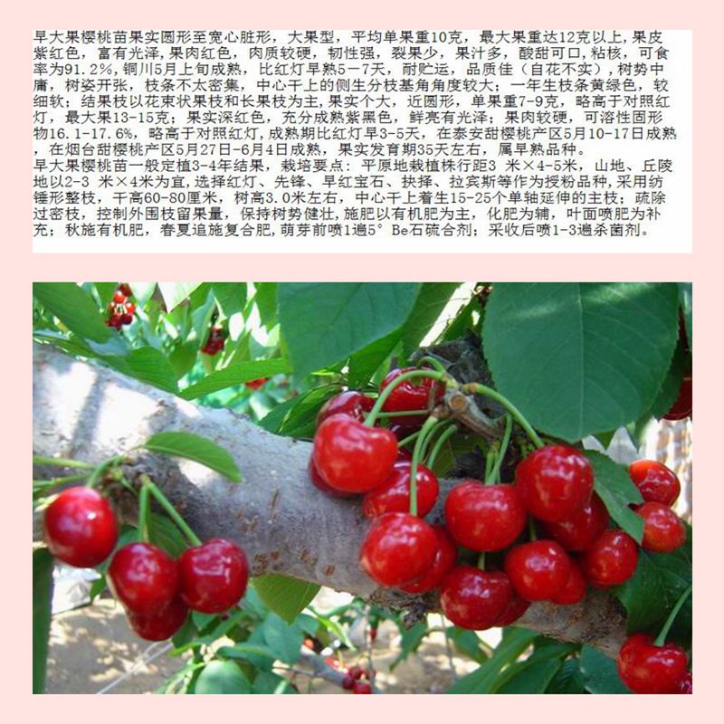 櫻桃小苗價格實惠普陀
