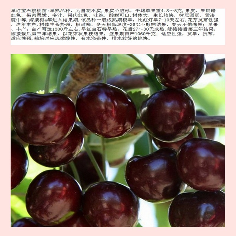 櫻桃小苗好不好蚌埠