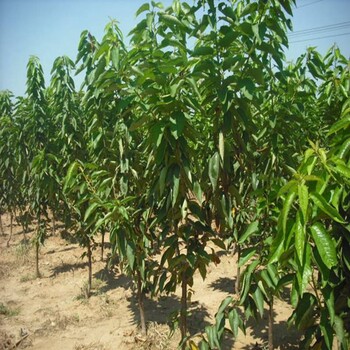 櫻桃小苗行情價(jià)格鞍山