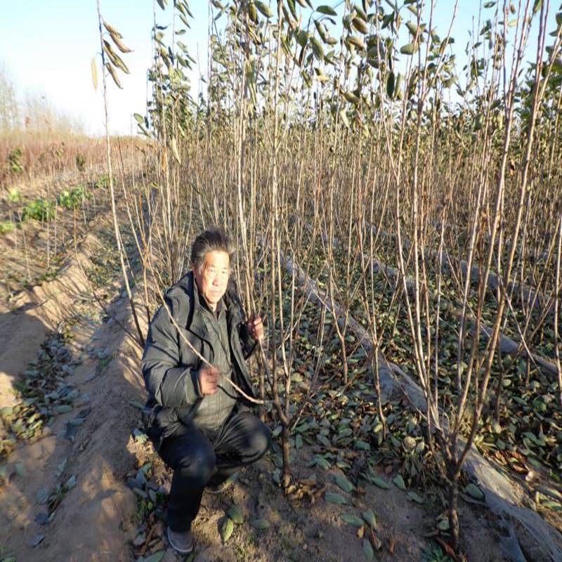 櫻桃小苗種植基地湘潭