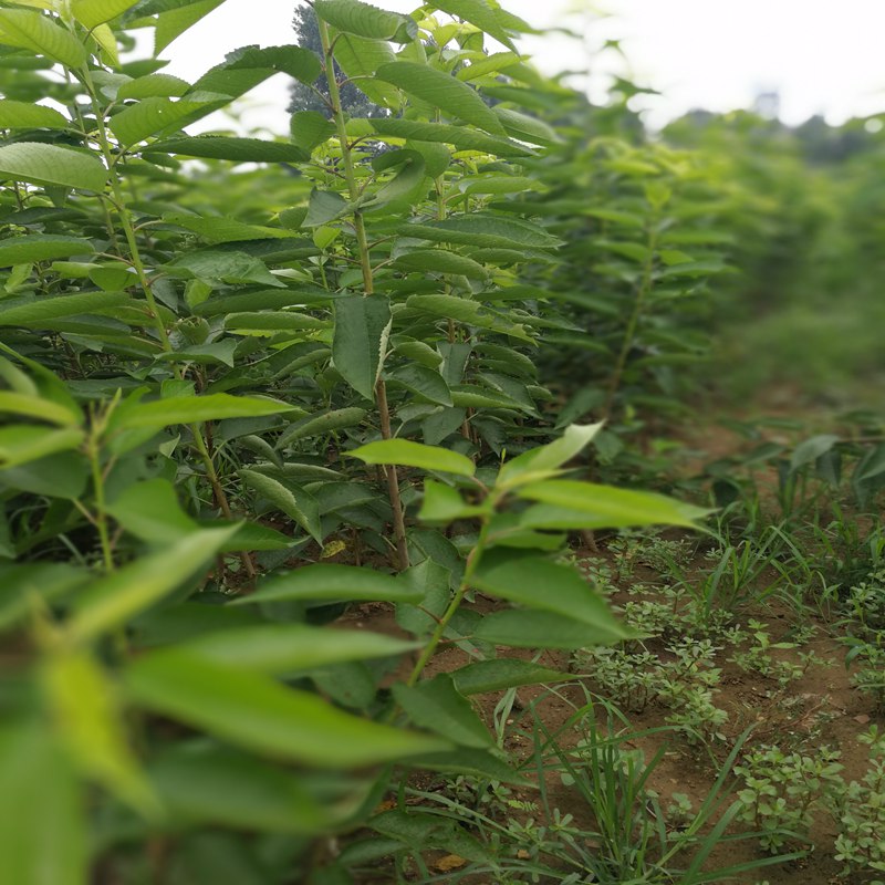 櫻桃小苗訂苗熱線墾利