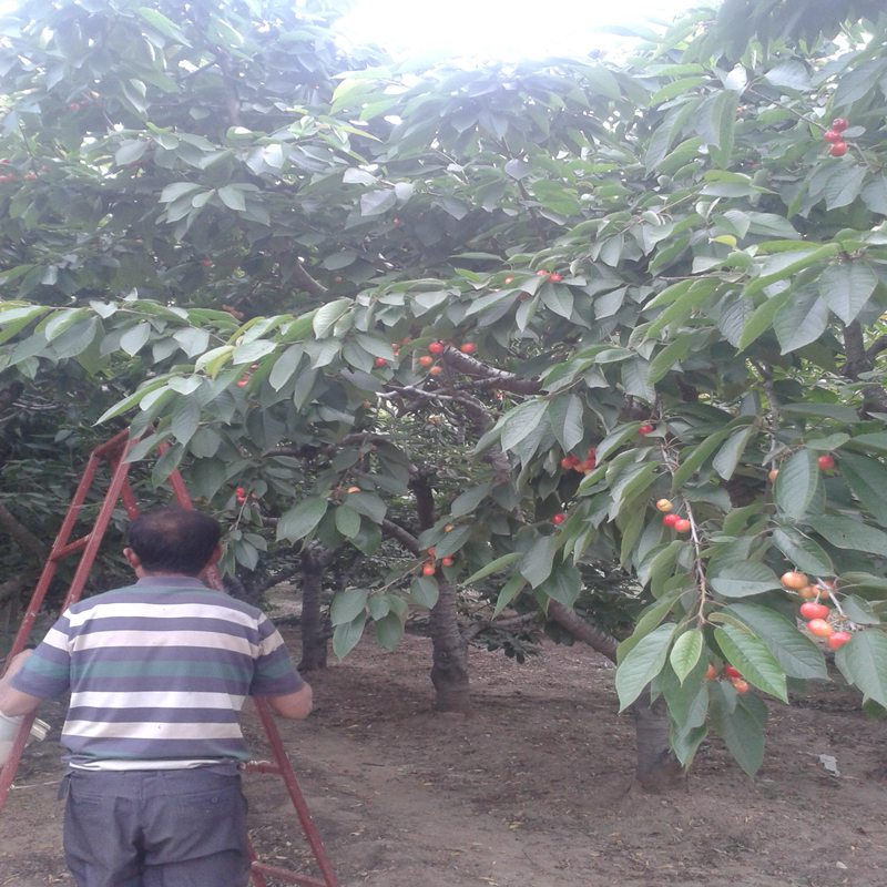 櫻桃小苗廠家價(jià)格虹口