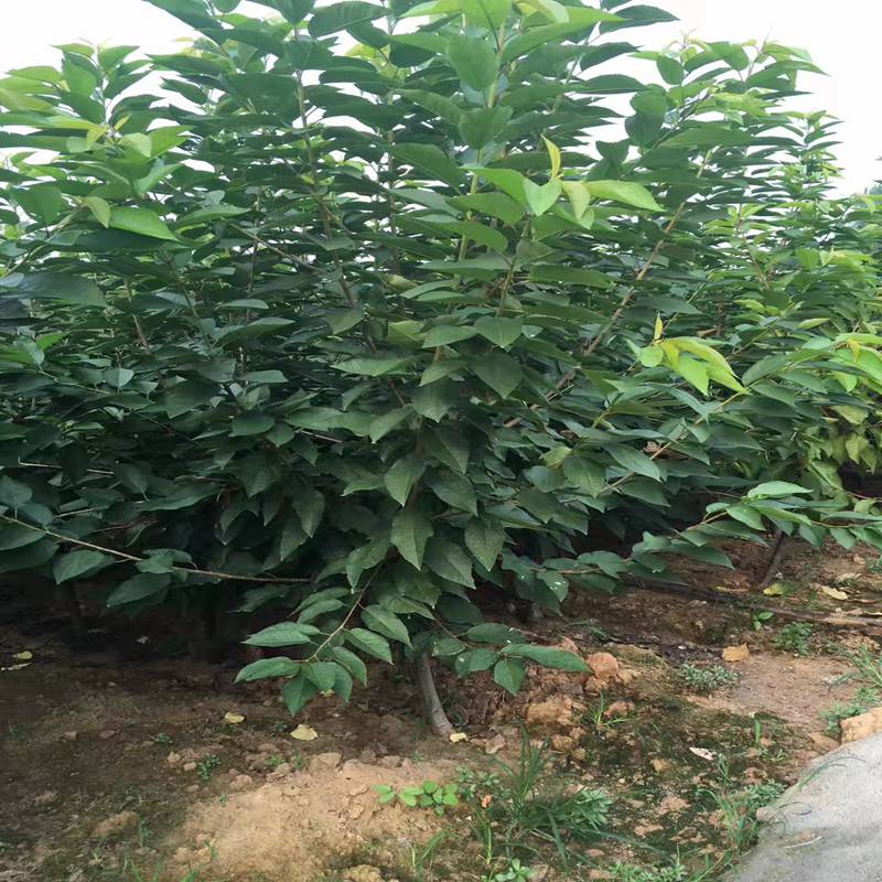 櫻桃小苗一畝產(chǎn)量多少霍邱