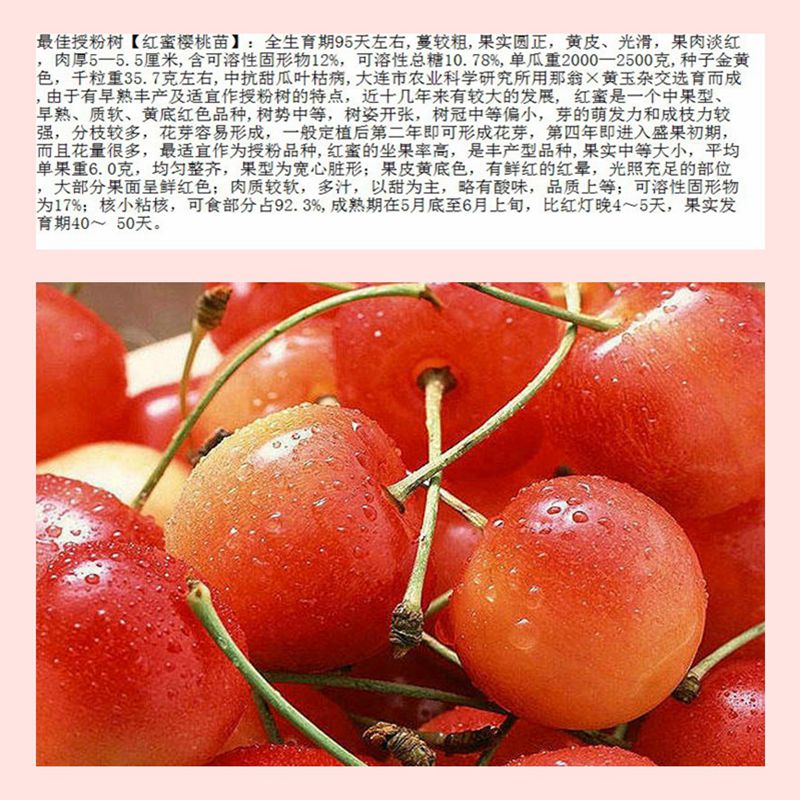 秀山易成活櫻桃小苗價(jià)格實(shí)惠