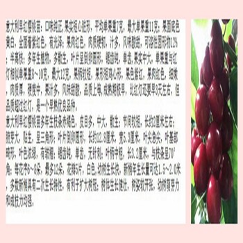 櫻桃小苗市場走向恩施
