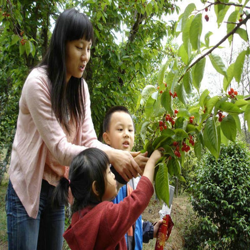 櫻桃小苗當(dāng)年掛果十堰
