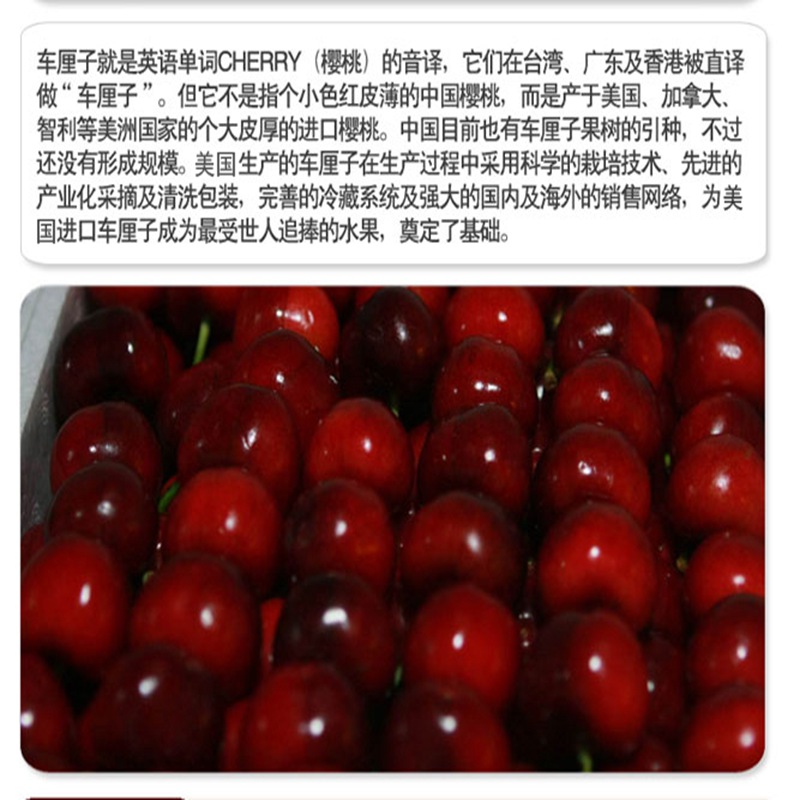 櫻桃小苗供應(yīng)必看廠家大慶