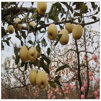 紅肉蘋果苗，潮巔4號蘋果苗有優(yōu)惠