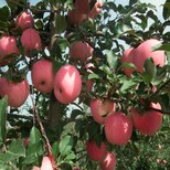 蜜脆苹果苗，潮巅6号苹果苗厂家铸造辉煌图片0