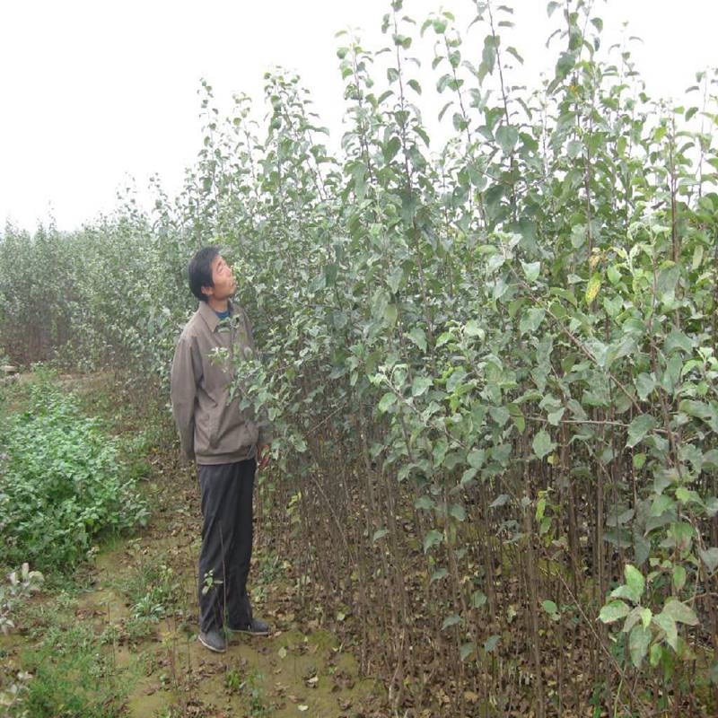 信浓红苹果苗，潮巅4号苹果苗大量批发价格