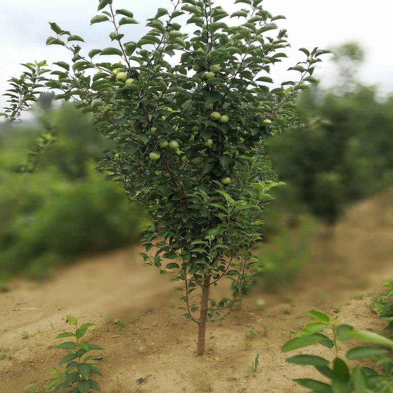 苹果苗，潮巅4号苹果苗市场走向