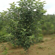 潮巅5号苹果苗,中秋王苹果苗优惠价图片