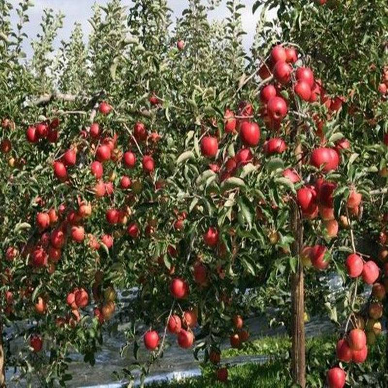 紅富士蘋果苗，蘋果樹苗大量供應(yīng)