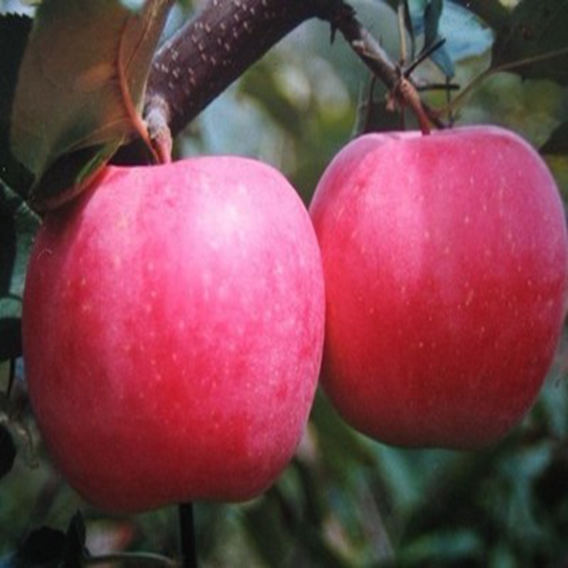潮巅5号苹果苗，水蜜桃苹果苗新品种