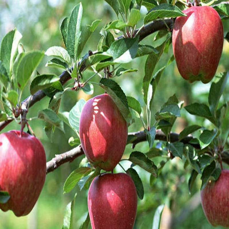 藤牧1号苹果苗，黑钻苹果苗种植环境
