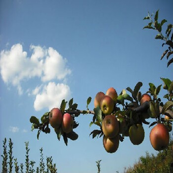 自产自销苹果苗，美8苹果苗新优品种