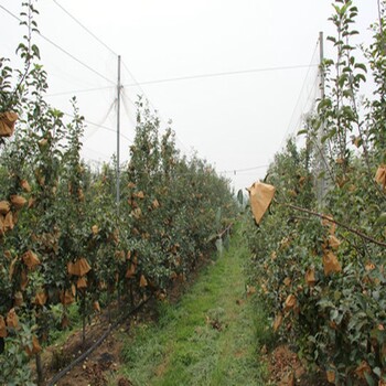 苹果苗，水蜜桃苹果苗基地供应