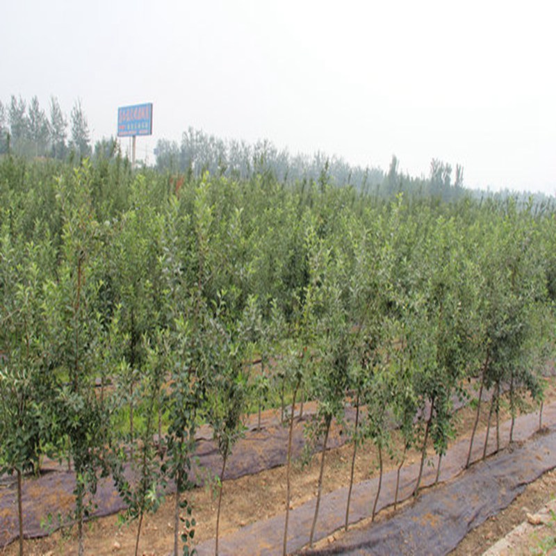 藤牧1号苹果苗，黑钻苹果苗种植环境