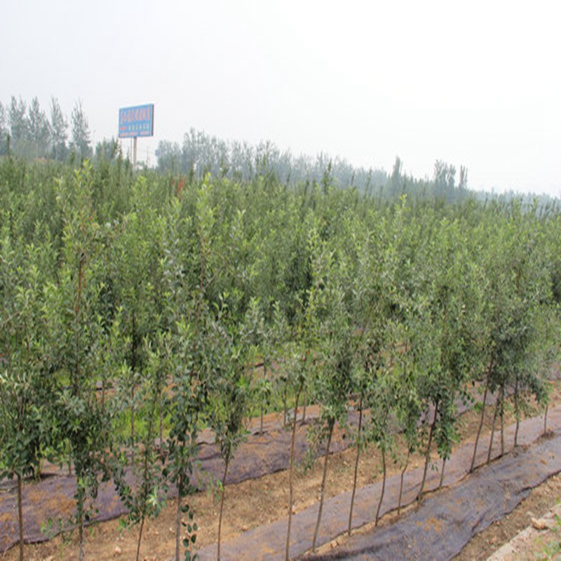 义马品种柱状苹果苗大量供应