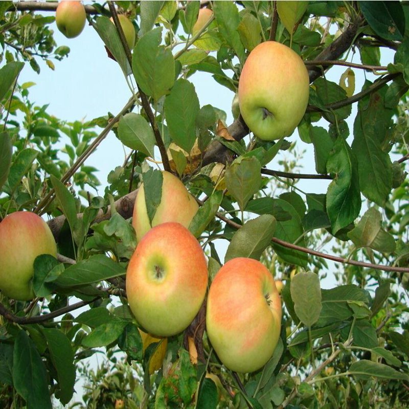 潮巅5号苹果苗，蜜脆苹果苗施肥技术