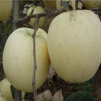 潮巅5号苹果苗，水蜜桃苹果苗新品种
