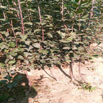 脫毒蘋果苗，潮巔4號蘋果苗市場走向