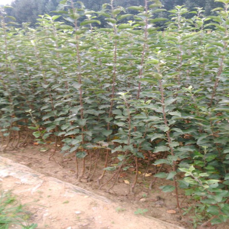 潮巔3號(hào)蘋(píng)果苗，蘋(píng)果小苗種植基地